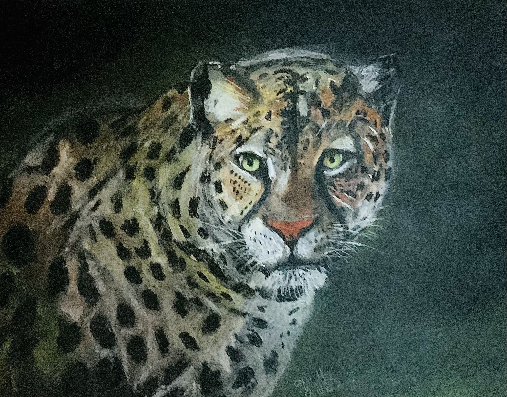 Animals